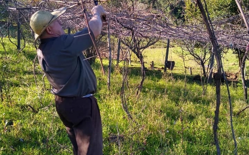 Todo ano no final de mês de julho e inicio do mês de agosto é realizado a poda da uva. A poda é uma prática de manejo fu